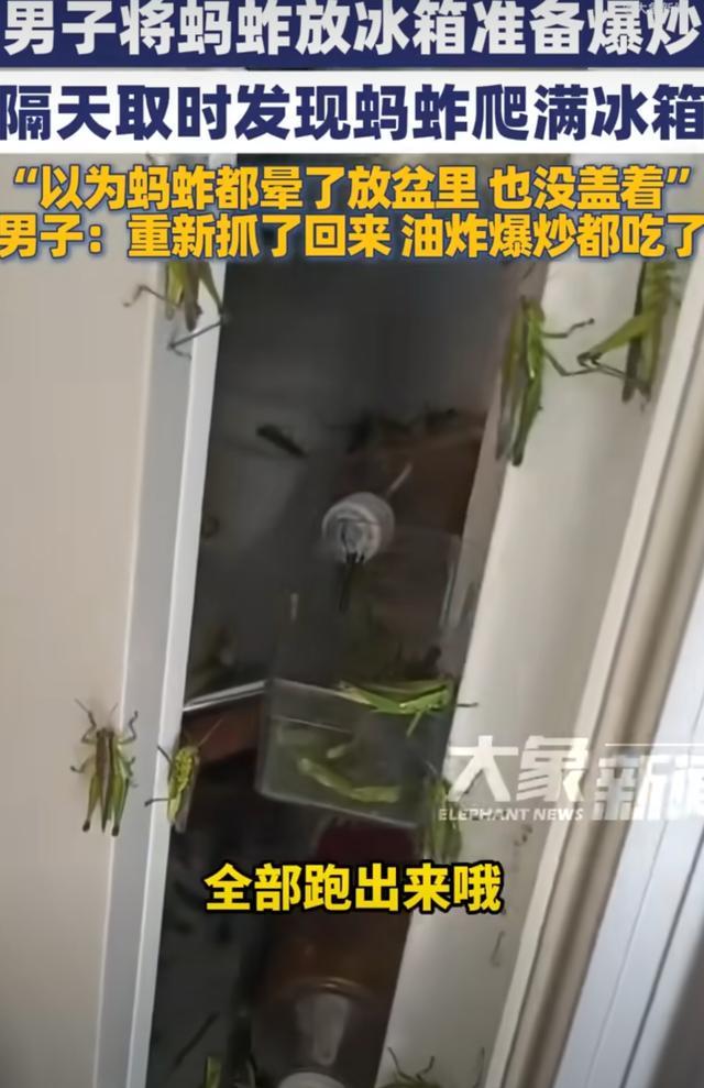 开云app-“以为都晕了”男子在冰箱里放蚂蚱没盖盖儿，隔天开门惊呆了